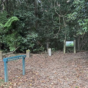 Rainforest walk