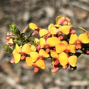 Honeyeater Picnic Area