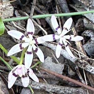 Honeyeater Picnic Area