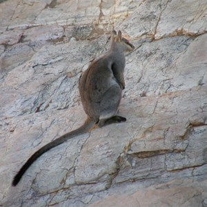 Black-footed Rock Wallaby in Joker Gorge, 28 May 2008