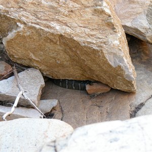 Snake (big!) under a boulder, Joker Gorge, 28 May 2008