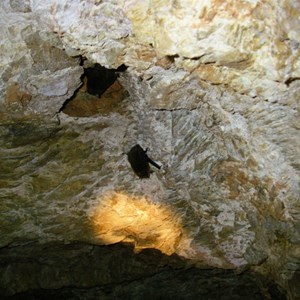 bats in old mine of Arltunga