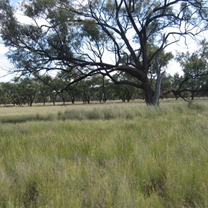Bellenbar Grass
