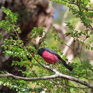 Red bird of the rainforest
