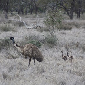 Emu & chicks