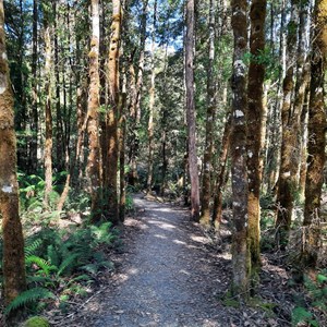 Trail and trees