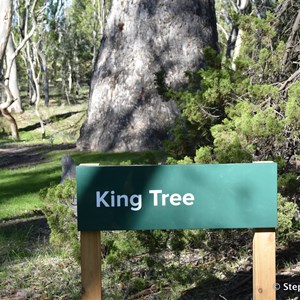 Wirrabara Forrest King Tree