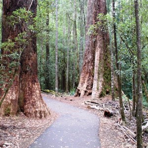 The Russell Falls access track