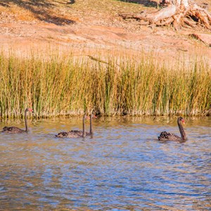 Black Swans on Bulli Pool
