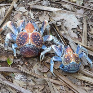 Winifred Beach track - robber crabs