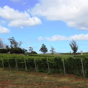 Sparkling wine grapes at Pipers Brook 