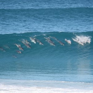 Dolphins like to surf too.
