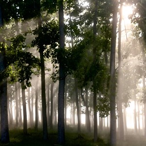 Taree Foggy Poplars