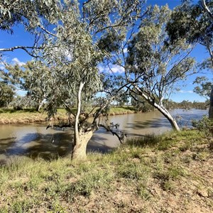 Mayne River Camp