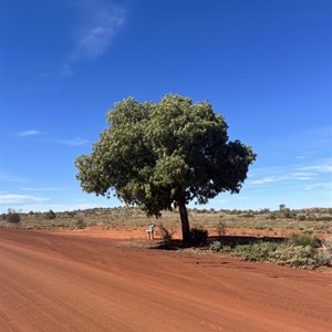 Kurrajong Sentinal Survivor Tree