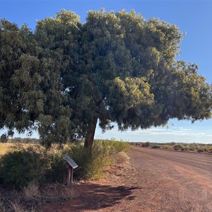 Kurrajong Sentinal Survivor Tree