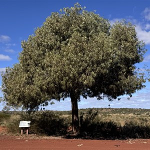 Kurrajong Sentinal Survivor Tree