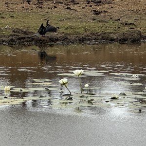 Jardine Lagoon Campsite