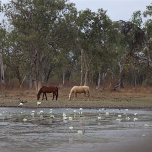 Jardine Lagoon Campsite