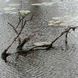 Jardine Lagoon Campsite