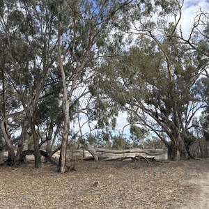 Campsite 21 Chowilla Game Reserve