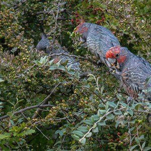 Gang Gang Cockatoos