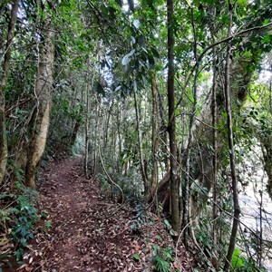 Rainforest track to falls