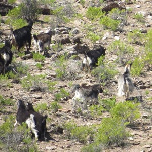 Feral goats about