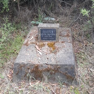 Buddy's Grave