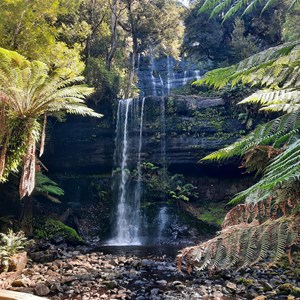 Ferns frame falls