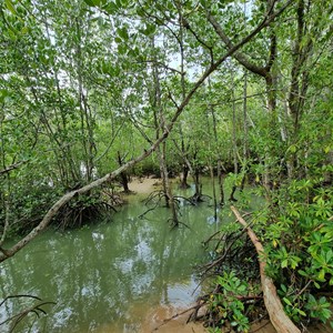 Buffalo Creek