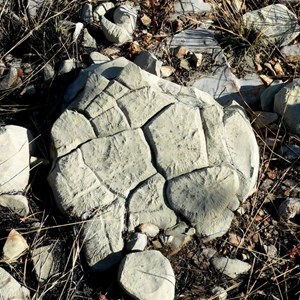 Abundant fossilised stromatolites at Limestone Gorge