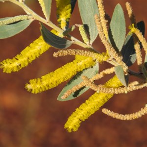 Stages of wattle flowering