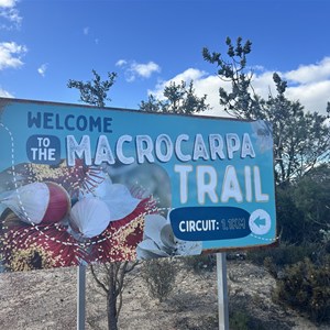 Kulin Macrocarpa Flower Trail