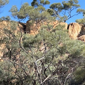 Kungku Kamu (Fig Tree) Waterhole