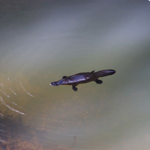 Broken River Bush Camp