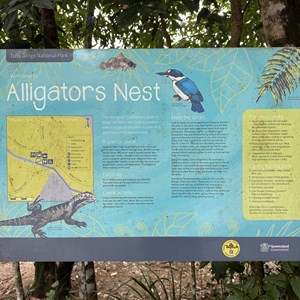 Alligators Nest