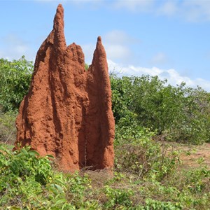 Termite mound midst the scrub