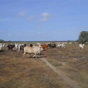 Marina Plains cattle on wet land plains.