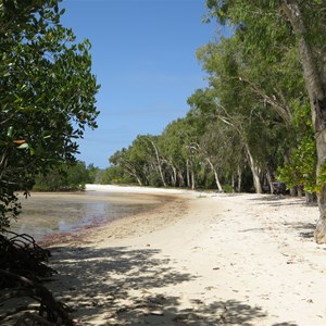 Beach with mangroves and paperbarks