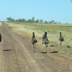 Messy emu parade April 2022