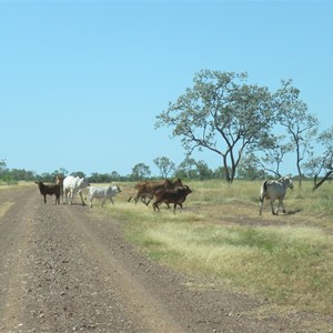Cattle deciding to move.
