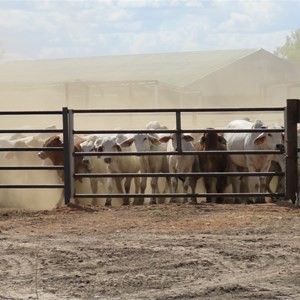 Cattle yard April 2022