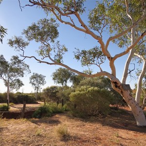 Ghost gums around well