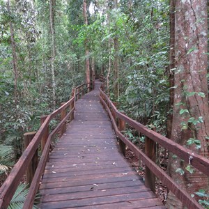 Rainforest boardwalk