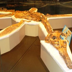 Richmond Pliosaur on display in the museum