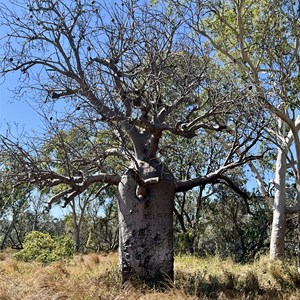 Boab Tree Waterhole