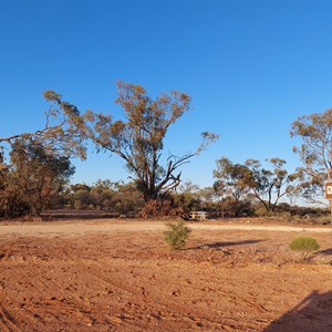 Desert Eucalypts