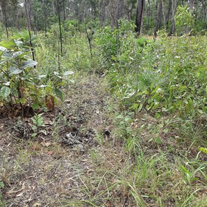 Curtis's P-40E Warhawk Crash Site