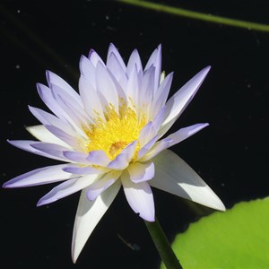 Lily blossom